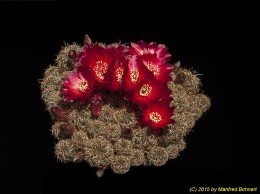 Sulcorebutia tarabucoensis EH6242 2247